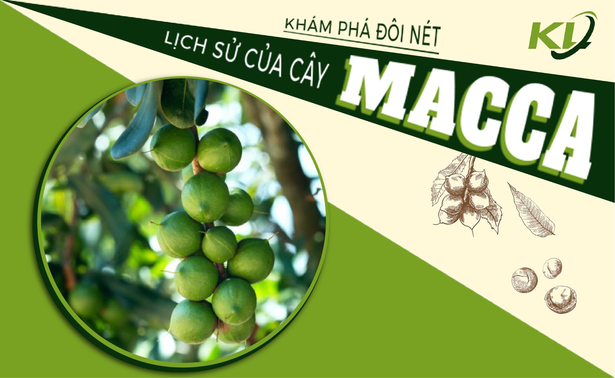 KHÁM PHÁ ĐÔI NÉT LỊCH SỬ CỦA CÂY MACCA