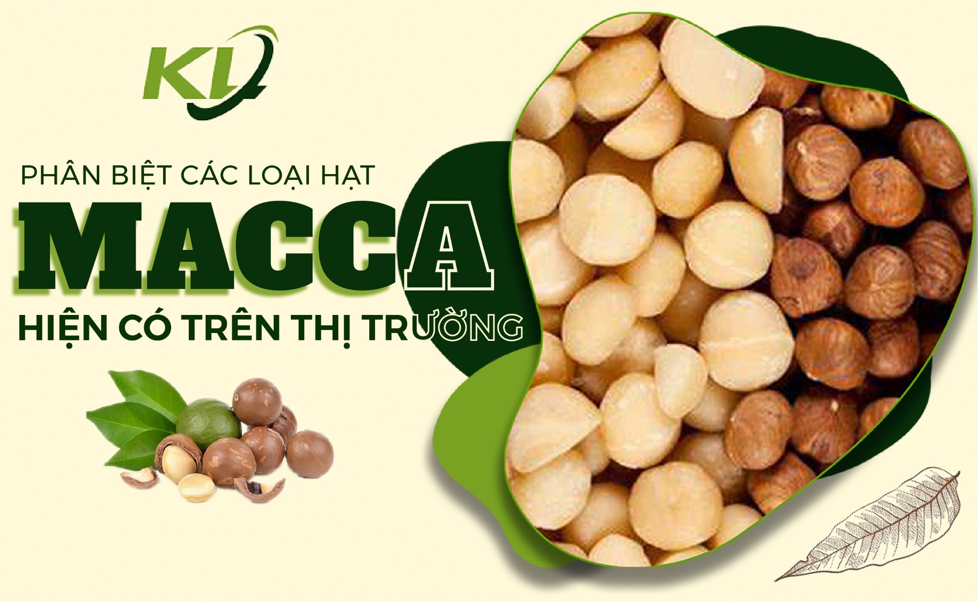 PHÂN BIỆT CÁC LOẠI HẠT MACCA HIỆN CÓ TRÊN THỊ TRƯỜNG