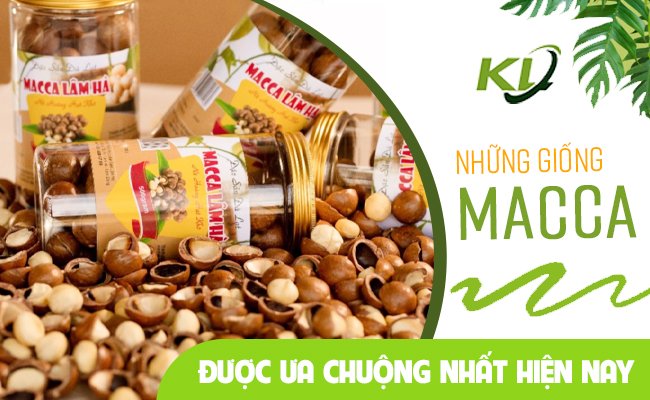 NHỮNG GIỐNG MACCA ĐƯỢC ƯA CHUỘNG NHẤT HIỆN NAY