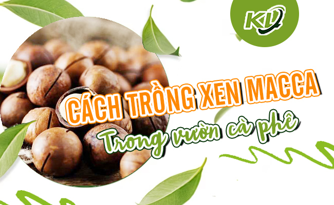 CÁCH TRỒNG MACCA XEN TRONG VƯỜN CÀ PHÊ 