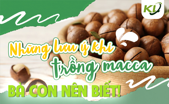 NHỮNG LƯU Ý KHI TRỒNG MACCA BÀ CON NÊN BIẾT