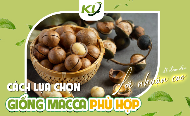 CÁCH LỰA CHỌN GIỐNG MACCA PHÙ HỢP ĐỂ ĐEM ĐẾN LỢI NHUẬN