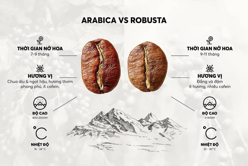 Cà phê Robusta và Arabica loại nào ngon hơn? Đâu là lựa chọn dành cho bạn