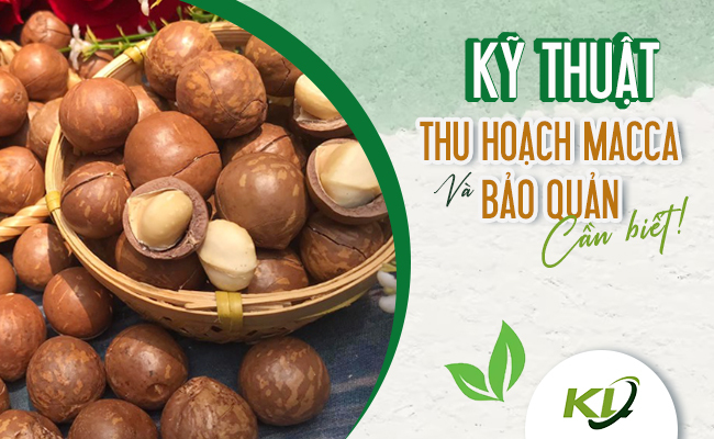 KỸ THUẬT THU HOẠCH MACCA VÀ BẢO QUẢN CẦN BIẾT