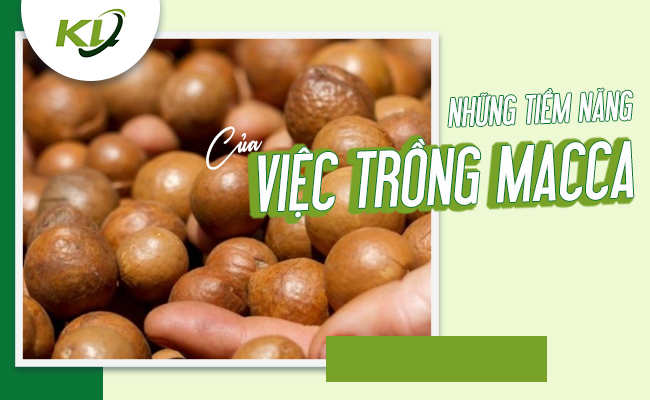 NHỮNG TIỀM NĂNG CỦA VIỆC TRỒNG MACCA 