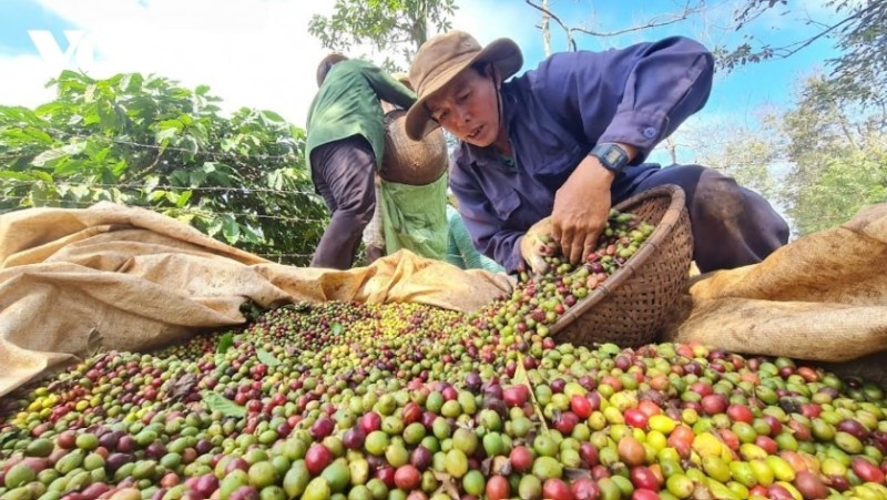 giá cà phê nội địa