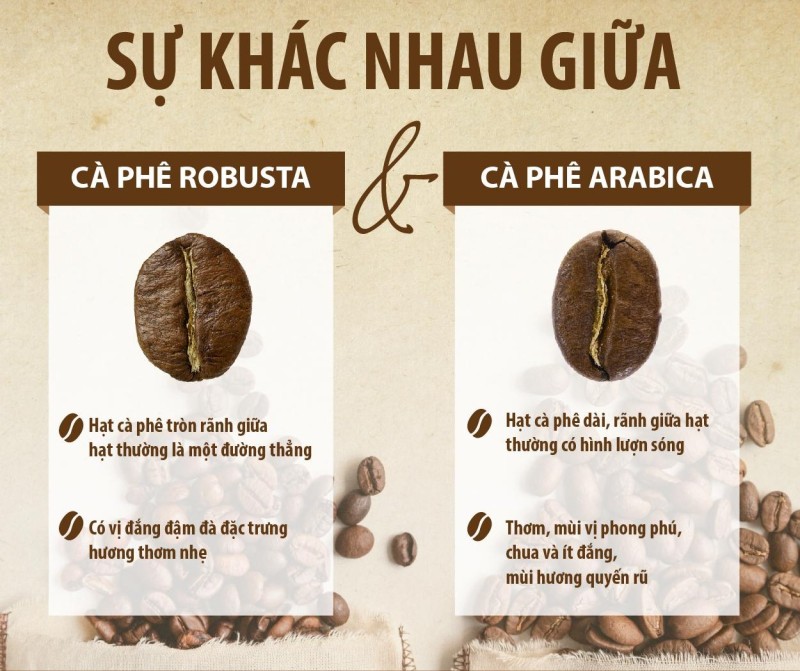So sánh cà phê Arabica và Robusta – Hiểu để chọn đúng gu vị của bạn
