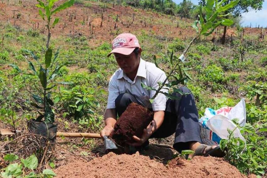 cây mắc ca phù hợp với loại đất nào