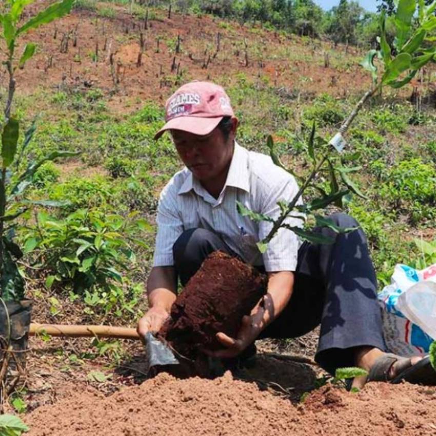 kỹ thuật ghép cây mắc ca