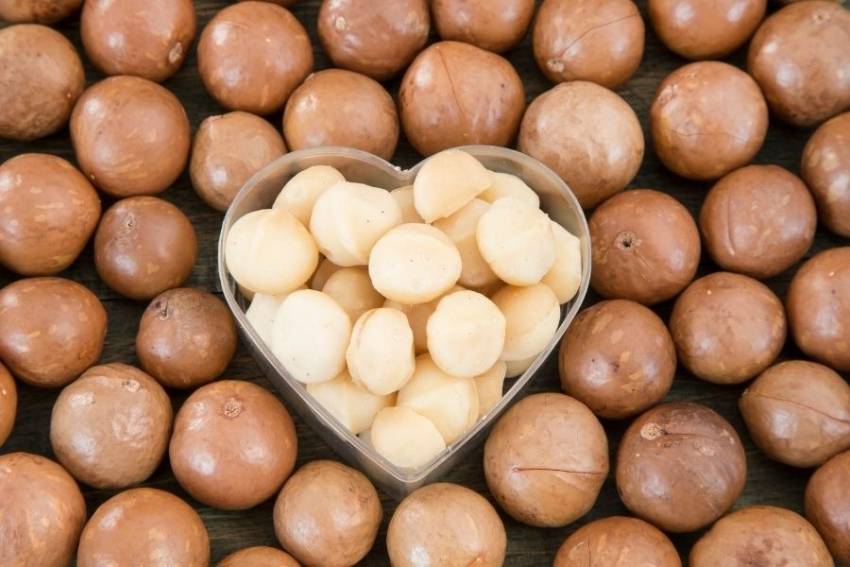 nên mua hạt macca ở đâu giá rẻ chất lượng