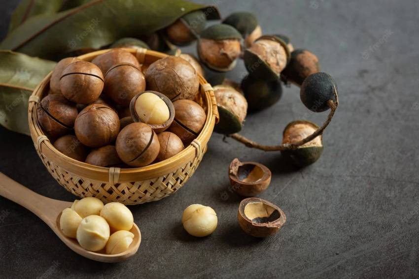 nên mua hạt macca ở đâu giá rẻ chất lượng