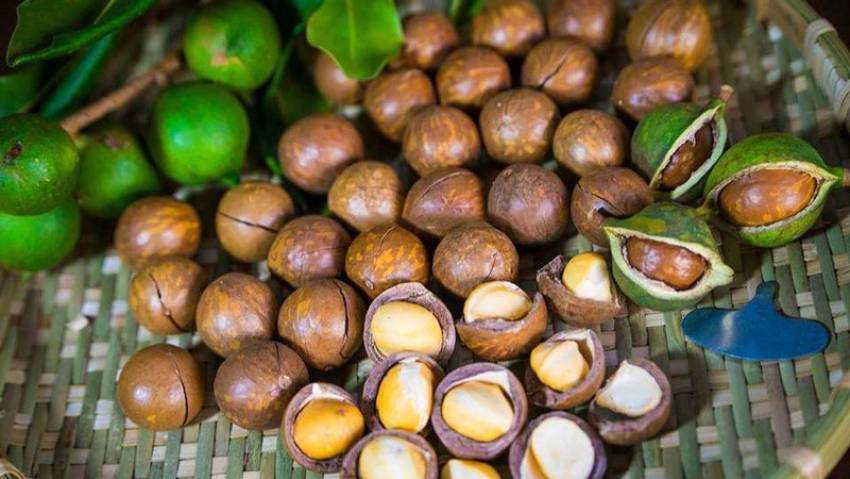nên mua hạt macca ở đâu giá rẻ chất lượng